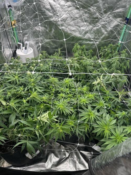 Remote growing Stardawg and Blue Dominia. Week 7 - Second net ready just in case but think it will be fine