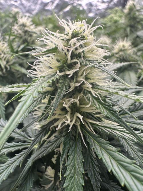 Remote growing Stardawg and Blue Dominia. Week 8 - Feel like I need to ask on Reddit “how long left” lol