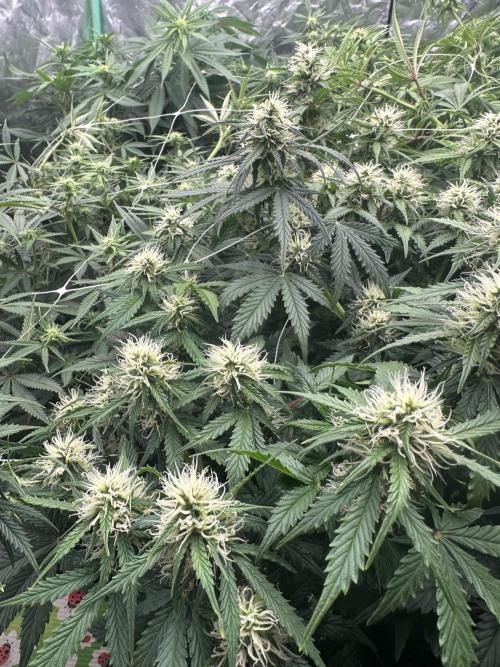 Remote growing Stardawg and Blue Dominia. Week 8 - Auto blue Dominia showing lots of bud sites 