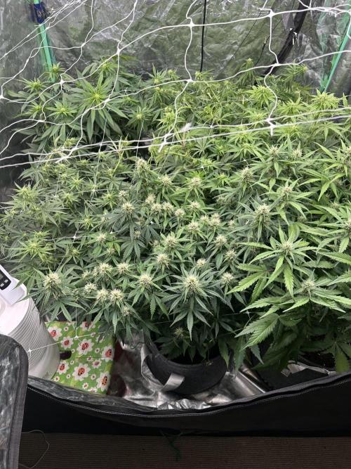 Remote growing Stardawg and Blue Dominia. Week 8 - Top side view after a shuffle and tuck