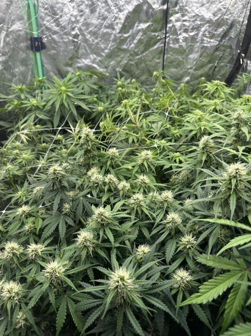 Remote growing Stardawg and Blue Dominia. Week 8 - Top front view after tuck and tidy