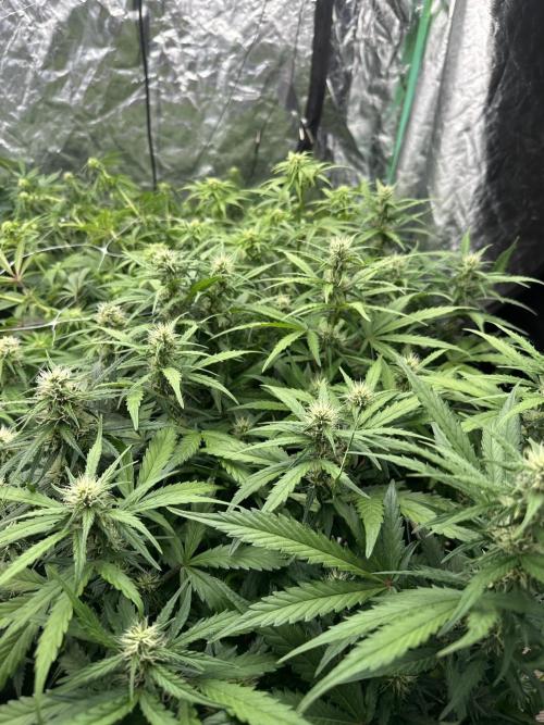 Remote growing Stardawg and Blue Dominia. Week 8 - Flavour chasers stardog biggest plant (double topped)