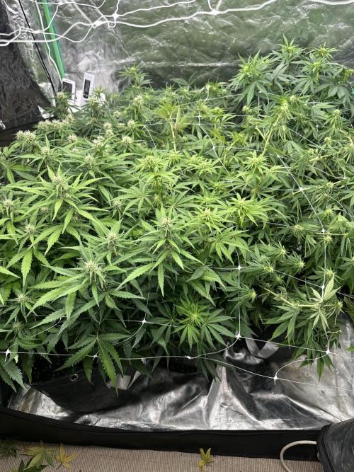 Remote growing Stardawg and Blue Dominia. Week 8 - 2nd blud Dominia a bit behind the other 