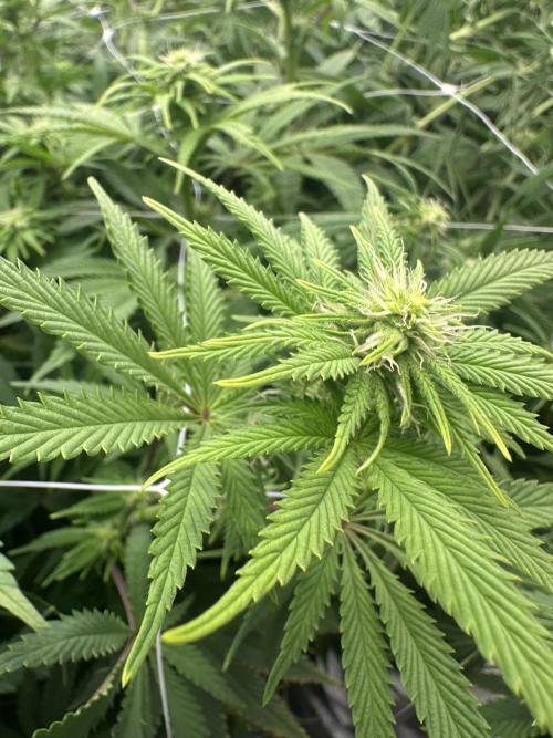 Remote growing Stardawg and Blue Dominia. Week 8 - Little stardawg bud starting