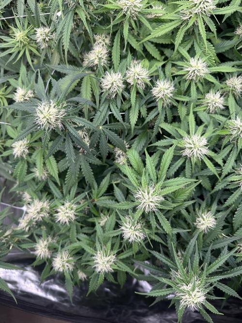 Remote growing Stardawg and Blue Dominia. Week 8 - Top down of some of the blue Dominia bud sites