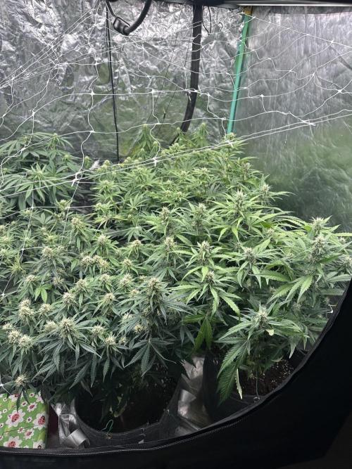 Remote growing Stardawg and Blue Dominia. Week 9