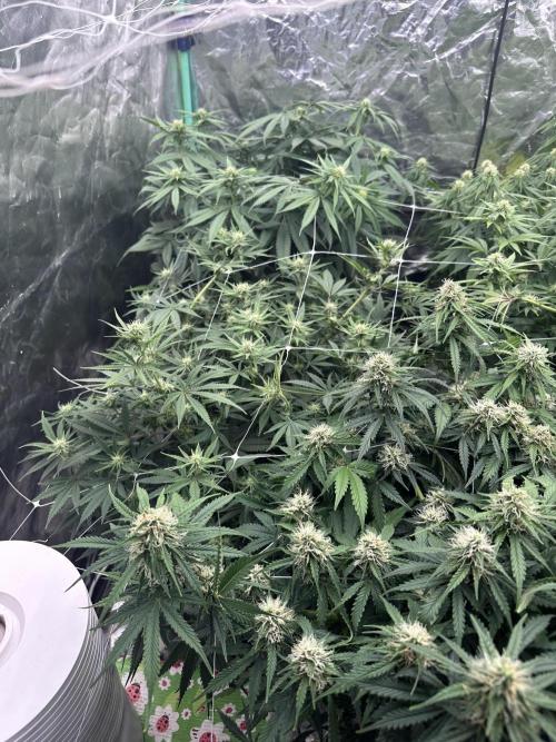 Remote growing Stardawg and Blue Dominia. Week 9