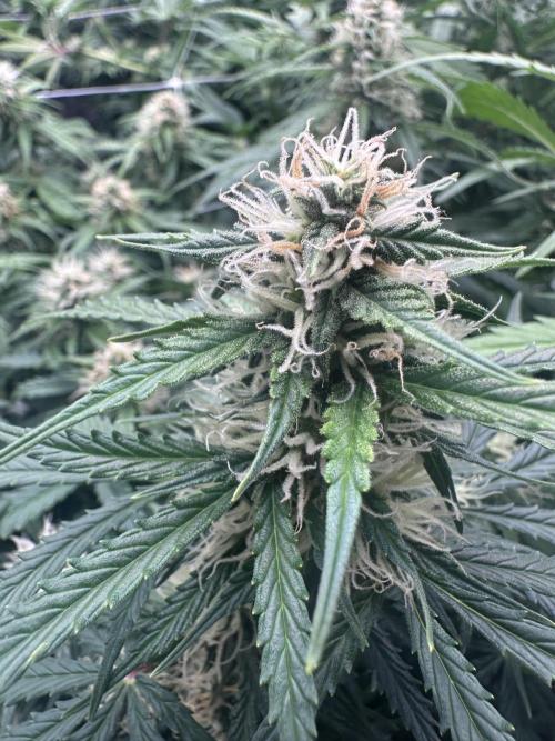 Remote growing Stardawg and Blue Dominia. Week 9 - Blue Domina getting closer 