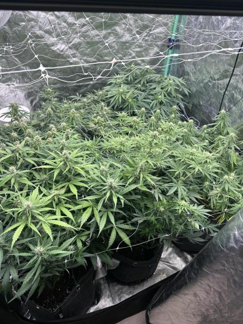 Remote growing Stardawg and Blue Dominia. Week 9