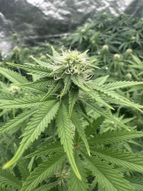 Remote growing Stardawg and Blue Dominia. Week 9 - Stardawg taking forever lol