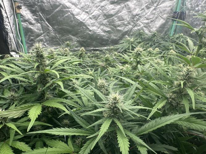 Remote growing Stardawg and Blue Dominia. Week 9 - Nice bud view 