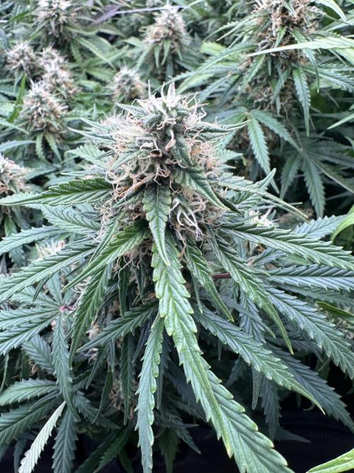 Remote growing Stardawg and Blue Dominia. Week 10 - Blue Domina getting closer, good few weeks though 