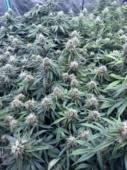 Remote growing Stardawg and Blue Dominia. Week 10 - Buds everywhere 