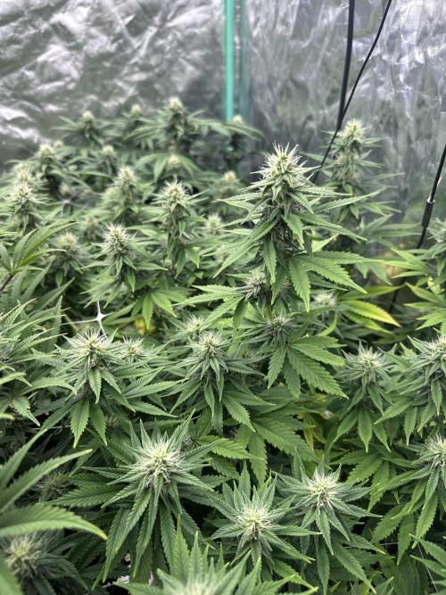 Remote growing Stardawg and Blue Dominia. Week 10