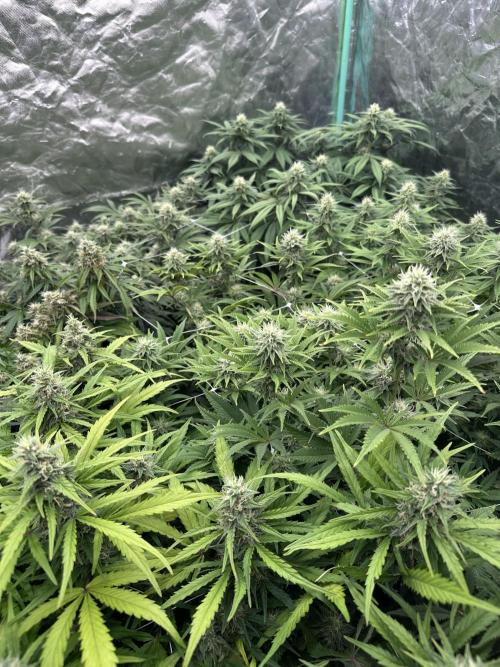 Remote growing Stardawg and Blue Dominia. Week 10