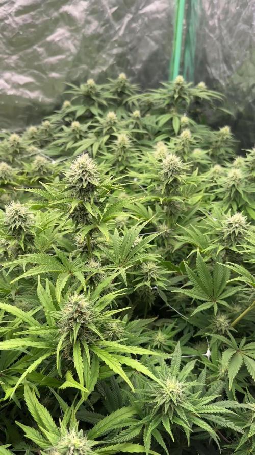 Remote growing Stardawg and Blue Dominia