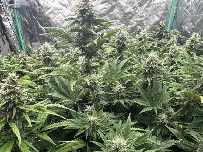 Remote Stardaw & Auto Blue Domina. Week 11