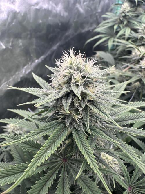 Remote Stardaw & Auto Blue Domina. Week 11