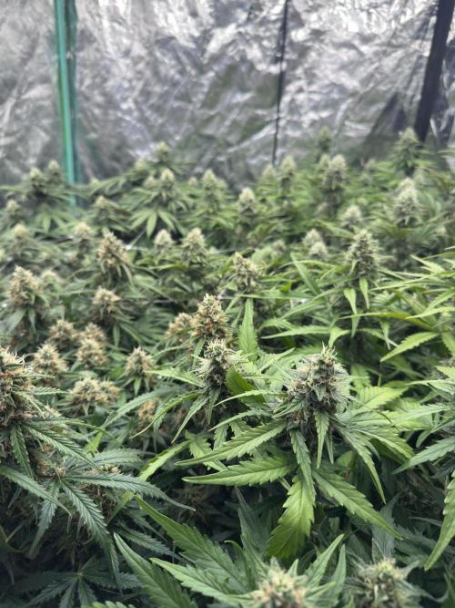 Remote Stardaw & Auto Blue Domina. Week 11