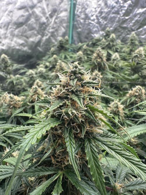 Remote Stardaw & Auto Blue Domina. Week 11