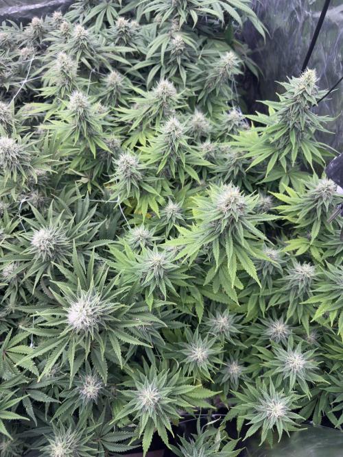 Remote Stardaw & Auto Blue Domina. Week 11