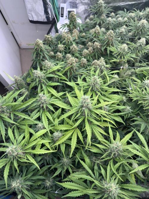 Remote Stardaw & Auto Blue Domina. Week 11