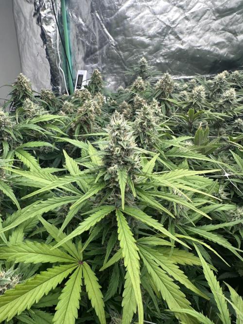 Remote Stardaw & Auto Blue Domina. Week 11