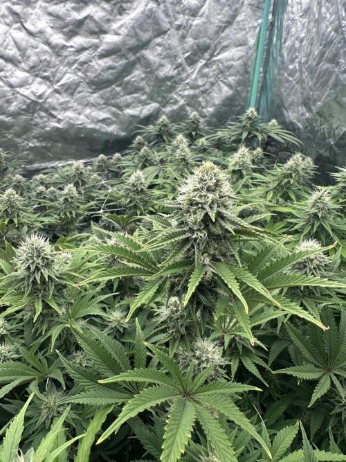 Remote Stardaw & Auto Blue Domina. Week 11