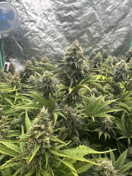 Remote Stardaw & Auto Blue Domina. Week 12