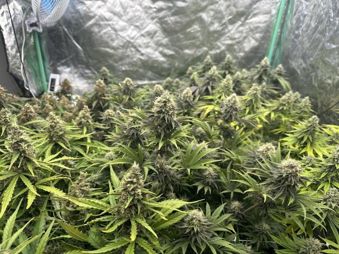 Remote Stardaw & Auto Blue Domina. Week 12