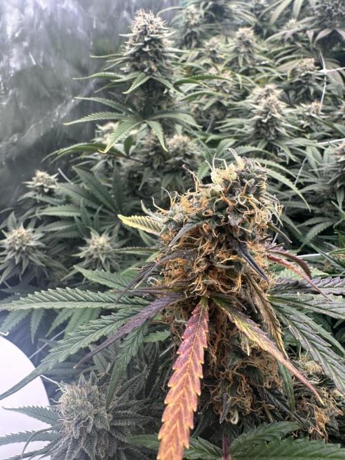 Remote Stardaw & Auto Blue Domina. Week 12