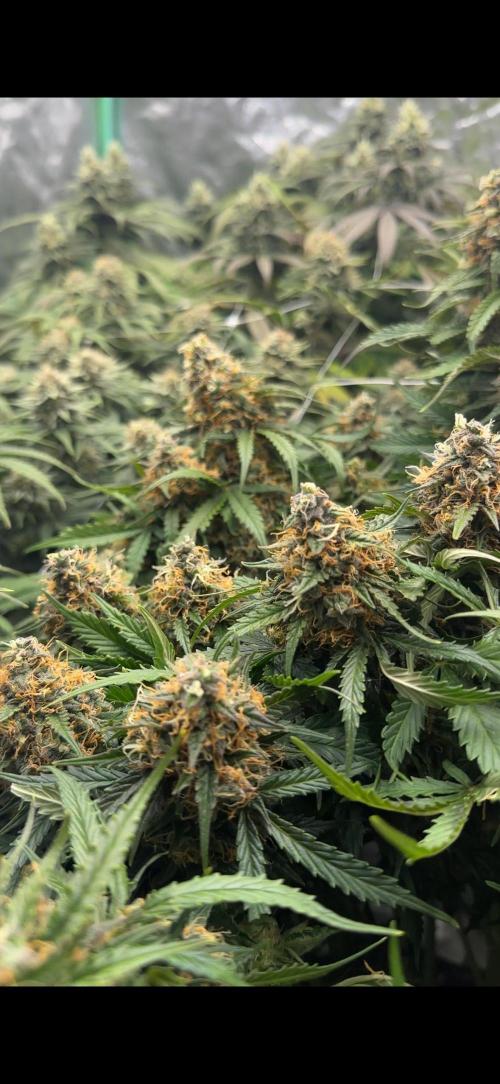 Remote Stardaw & Auto Blue Domina. Week 12