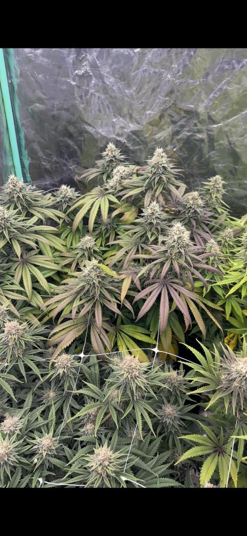 Remote Stardaw & Auto Blue Domina. Week 12