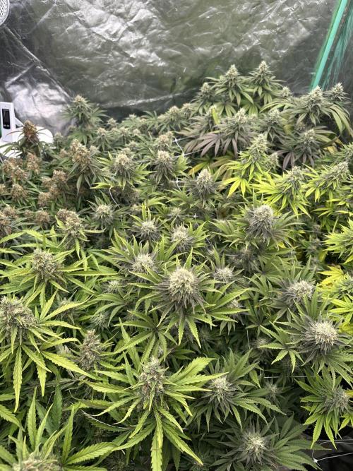 Remote Stardaw & Auto Blue Domina. Week 13