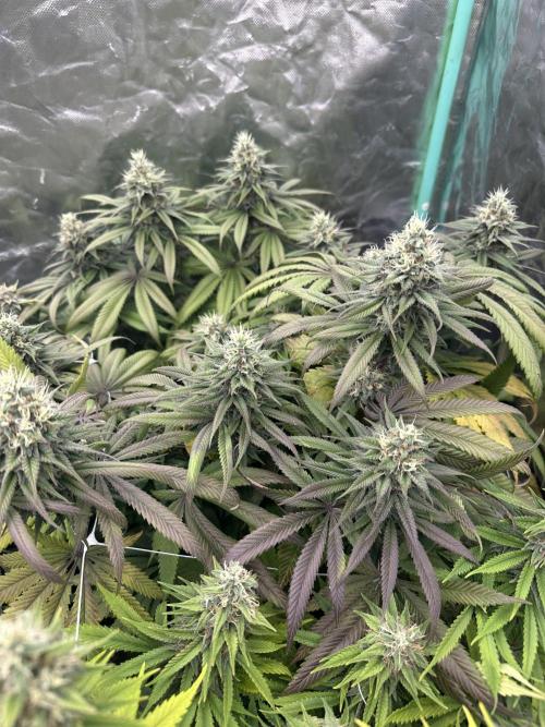 Remote Stardaw & Auto Blue Domina. Week 13