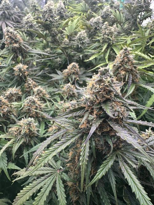 Remote Stardaw & Auto Blue Domina. Week 13