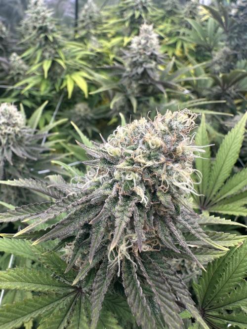 Remote Stardaw & Auto Blue Domina. Week 13