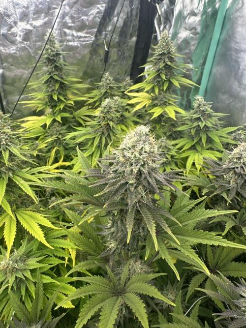 Remote Stardaw & Auto Blue Domina. Week 13