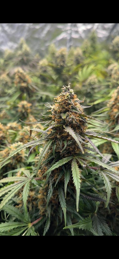 Remote Stardaw & Auto Blue Domina. Week 13