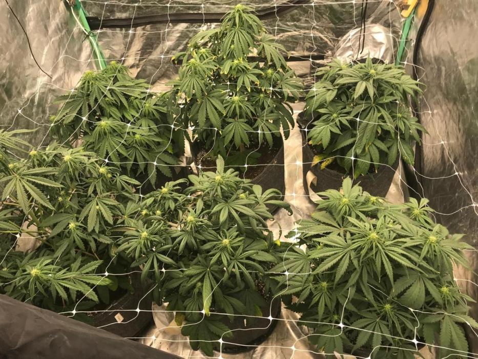 Remote Stardaw & Auto Blue Domina. Week 14