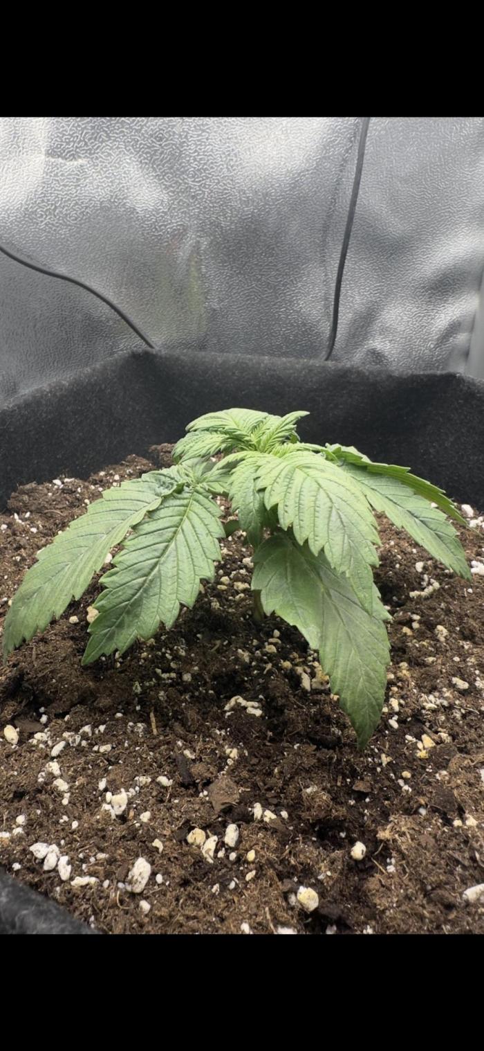 Tiny Tent on the cheap. Week 1 - Not amazing but alive still 