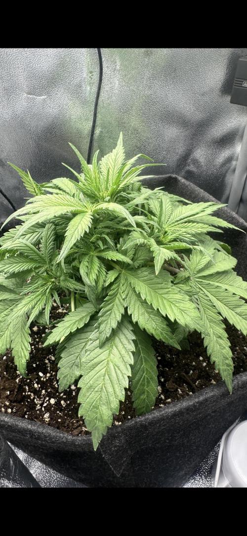 Tiny Tent on the cheap. Week 3