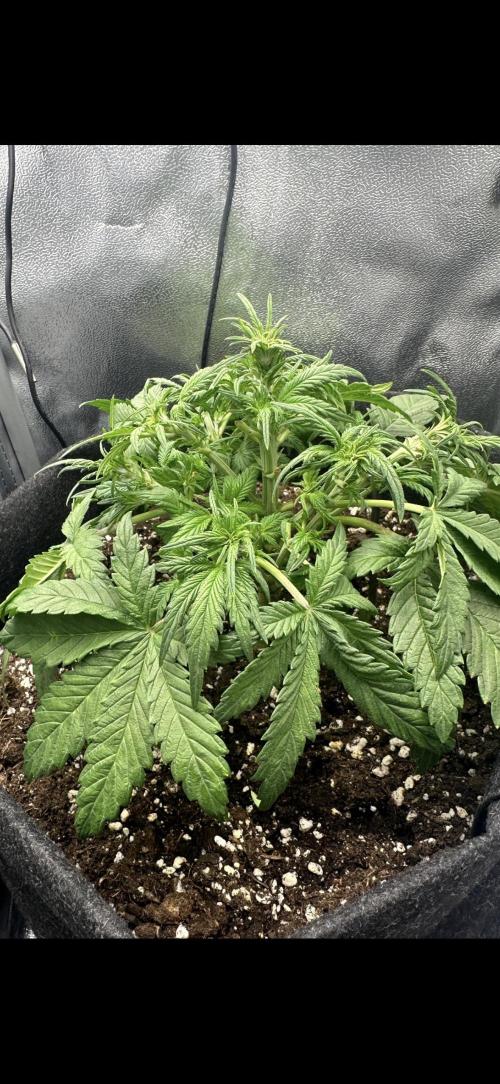Tiny Tent on the cheap. Week 3