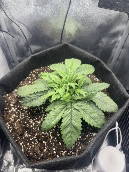 Tiny Tent on the cheap. Week 2