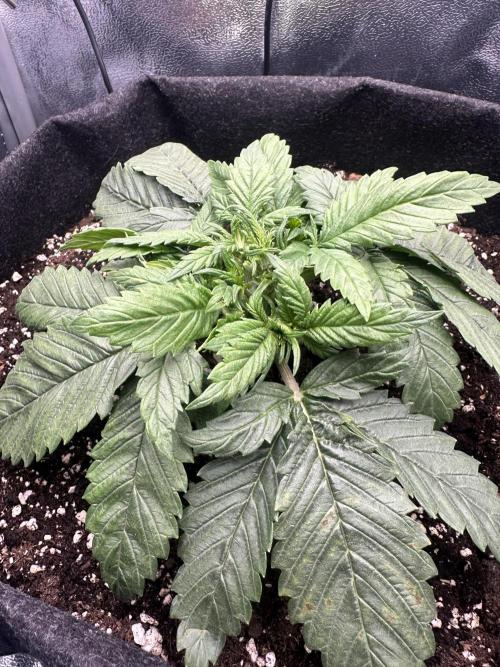 Tiny Tent on the cheap. Week 2