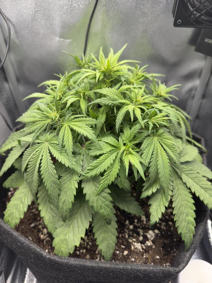 Tiny Tent on the cheap. Week 4 - Hoping for some mighty stretch on the stumpy girl.