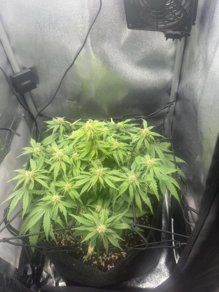 Tiny Tent on the cheap. Week 5 - Trying to even out the canopy for what it’s worth
