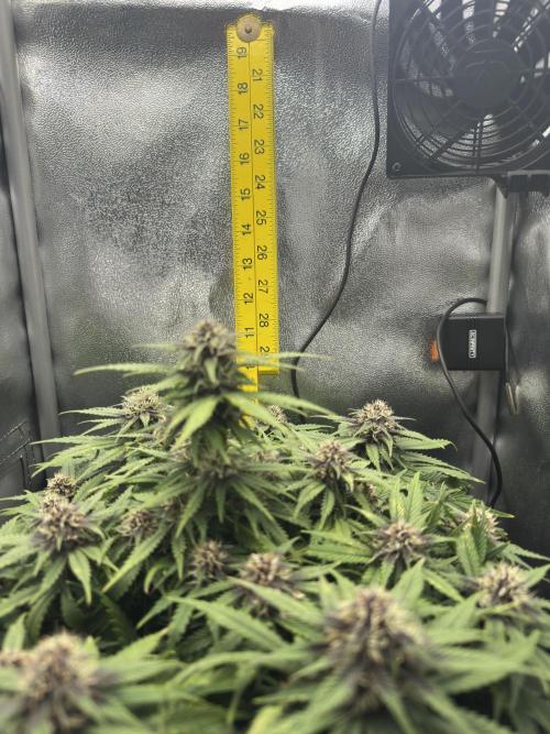 Tiny Tent on the cheap. Week 6 - 11inch from soil :(
