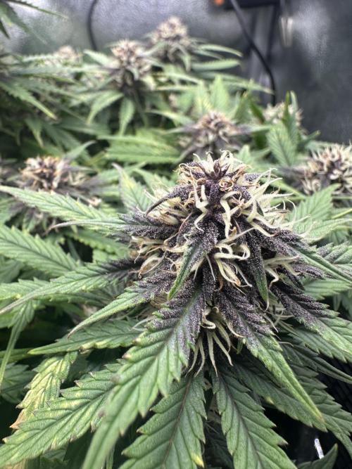 Tiny Tent on the cheap. Week 6 - Nice colour coming through 