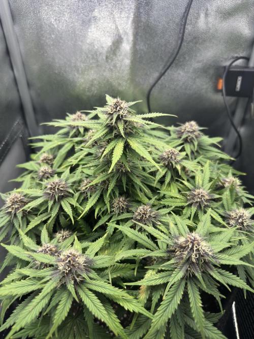 Tiny Tent on the cheap. Week 6 - Canopy fairly even